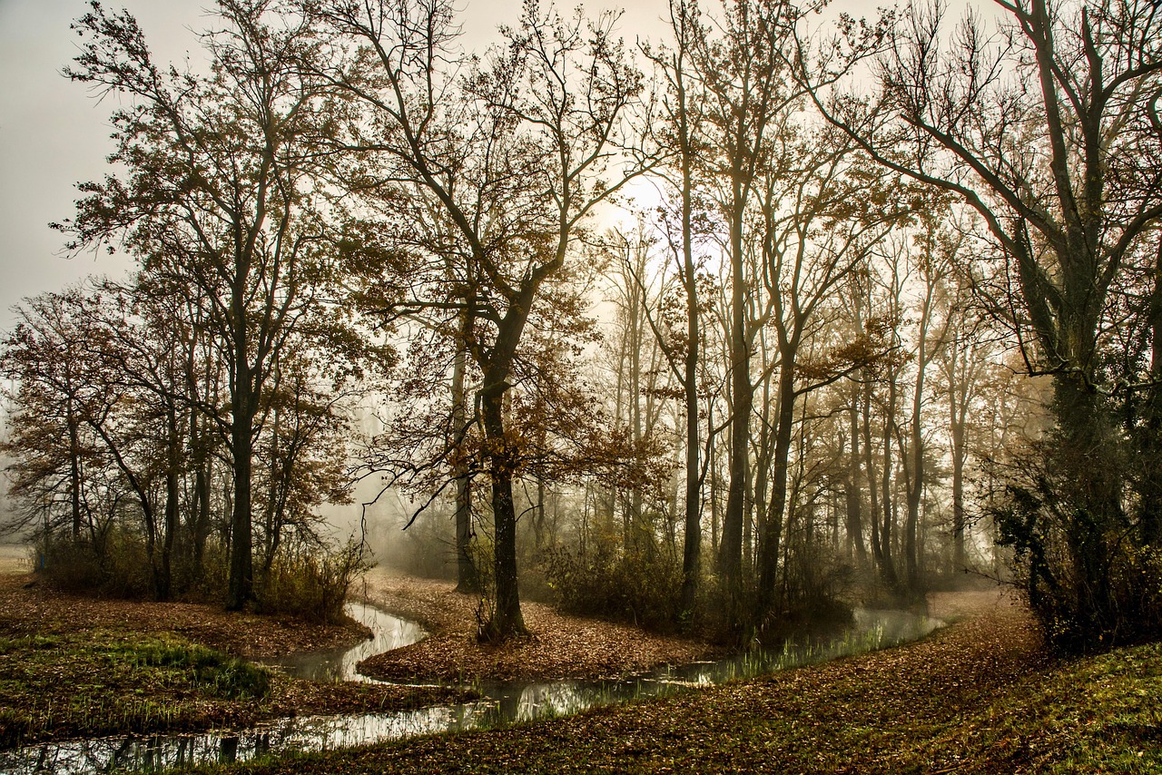 foggy forest night horror